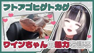 【雑談】フトアゴヒゲトカゲの魅力を伝えるらでん【ホロライブ切り抜き/儒烏風亭らでん/ReGLOSS】