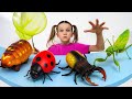 Catching Bugs At Home Amazing Insect Facts Sounds For Kids