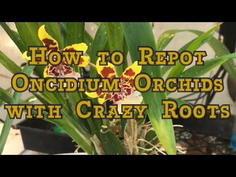 Oncidium Orchids Care:  How to Repot an Oncidium Orchid with Crazy Roots