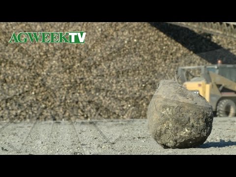AgweekTV: Sugar beets not so sweet (North)