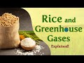 Why is Unsustainable Rice Cultivation Hurting the Planet? - Explained!