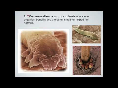 What Are the 3 Main Types of Symbiosis? (Mutualism, Parasitism, & Commensalism)
