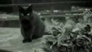 Wild Wax Combo - The Cat