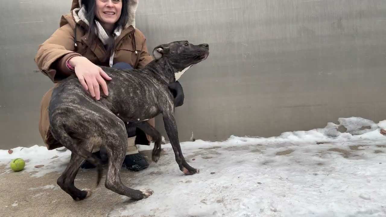 Enlarge Frangelica, a ADOPTABLE Pit Bull Terrier in Chicago, IL video 4/4