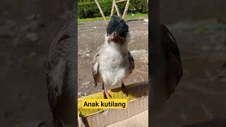 Download lagu Anak Kutilang Belum Jago Terbang Masih Di Loloh #short #shorts mp3