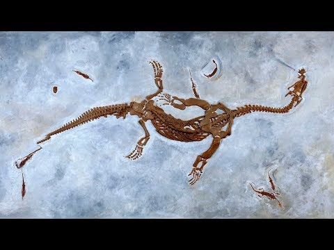 Evidence that Noah's Flood Formed the Fossil Record - Dr. Kurt Wise (The Paleontology of the Flood)