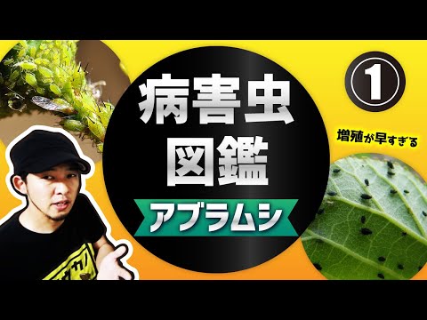 桃の木をアブラムシに対して自然に処理するにはどうすればよいですか?私の祖父母が果樹に使っている5つの治療法  庭園