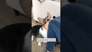 A trick I unintentionally taught my corgi #corgi #dogtricks #dogs ￼