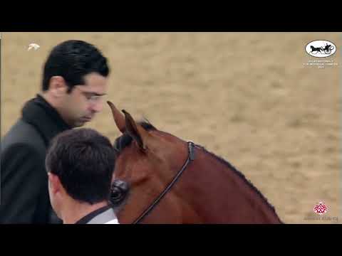 N 111 HAMMA AL SHAQAB   Qatar Nationals for Individual Owners 2022   Fillies 3 Years Old Class 3A