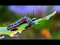 Relaxing Piano Music Soundscape 4K Nature Caterpillars And Butterflies