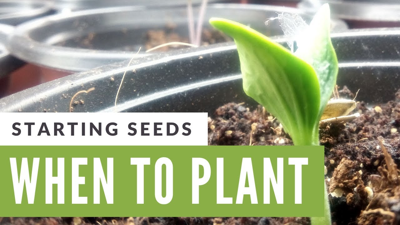 When to Start Seeds for Spring Gardens