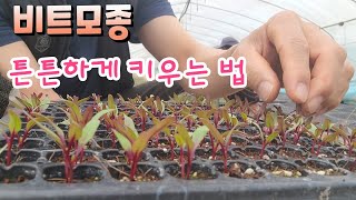 아틀란 레드비트 모종 튼튼하게 키우는 꿀팁 씨앗파종 20일