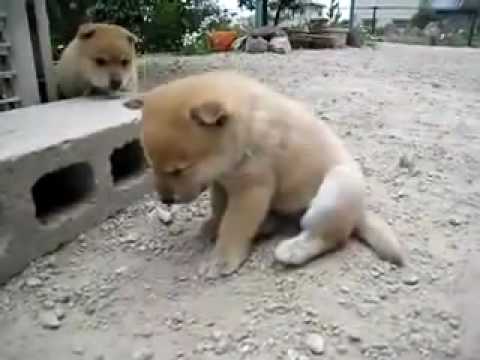 實在太可愛了 哈哈(原發表者:PUMA麻)(影片)