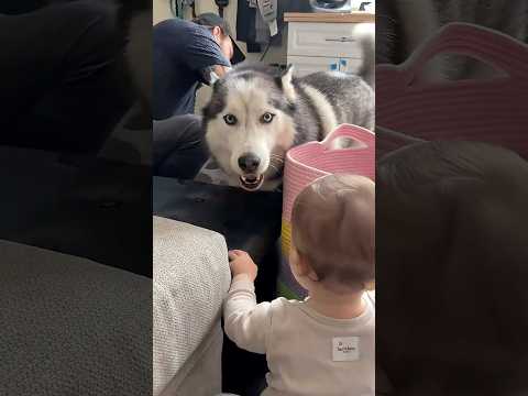 Separated Husky and Baby Reunited