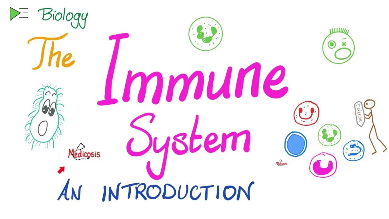 The Immune System - An Introduction - Types of Immunity - Immunology Playlist