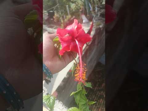 #nature #flowers #motivation #facts #art