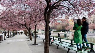 Spring in Stockholm! Walk under the first cherry blossoms. Kungsträdgården to Old Town shoreline.