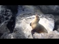 sea ​​lion Морской лев 