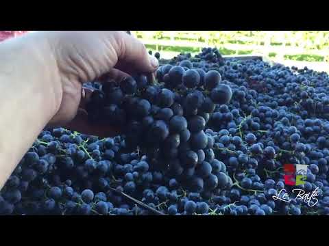 Dall'Uva al Vino - Le Uve Cabernet: Sauvignon e Franc