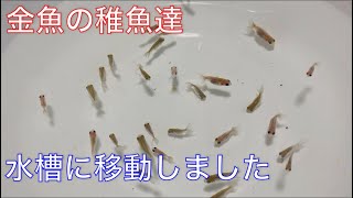 《金魚》やっと稚魚達を水槽に移動しました！