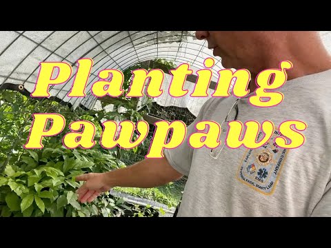 Planting Pawpaw Trees 5 Steps to Success
