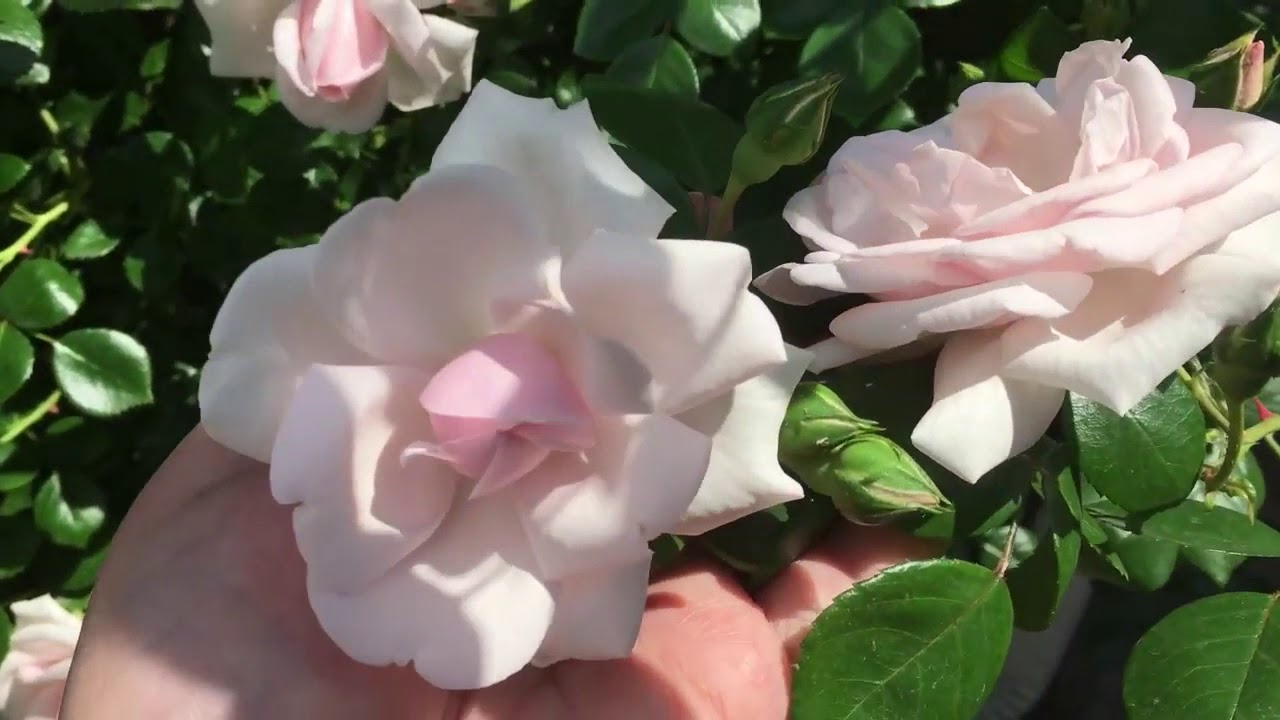 Роза плетистая &quot;Пенни Лейн&quot; в моем саду! Описание сорта. Розы в саду!