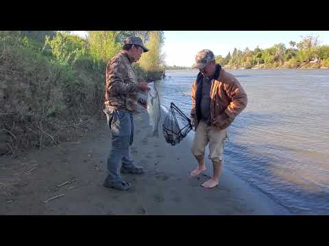 Hmong eureka nuv nres stripper 26' xyoo 2020 lub 4 hlis ntuj