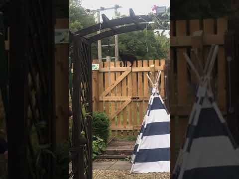 My 🤣 cat 🐱 climbing my fence 🥰