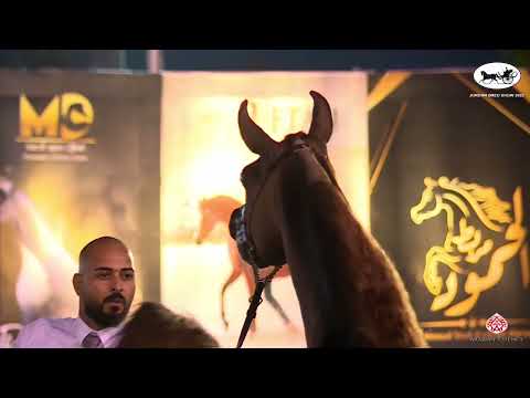 N 86 AL BAYRAK   Jordan Bred Show 2022   Stallions 6 9 Years Old Class 14