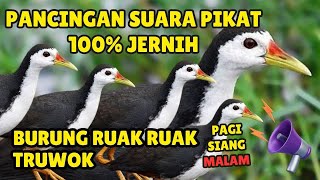 Download lagu SUARA PIKAT BURUNG RUAK-RUAK ASLI SUARA JERNIH, TANPA IKLAN #18 mp3 Download lagu SUARA PIKAT BURUNG RUAK-RUAK ASLI SUARA JERNIH, TANPA IKLAN #18 mp3