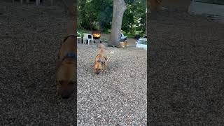 Video preview image #1 American Pit Bull Terrier-Unknown Mix Puppy For Sale in Princeton, MN, USA