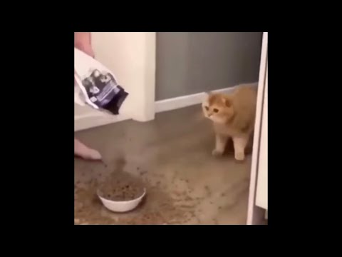 cats bowl filled with too much cat food cat is scared