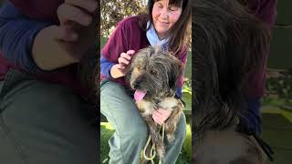 Video preview image #1 Mutt Puppy For Sale in Pasadena, CA, USA