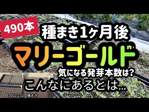 園芸 フレンチマリーゴールド