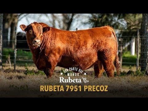 RUBETA 7951 PRECOZ
