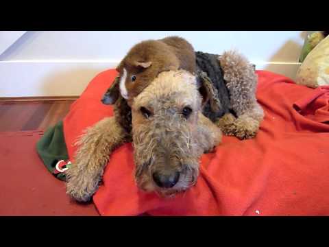 Meatball on the head 06-24-11