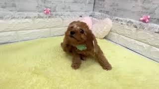 トイプードルの動画01