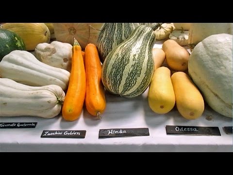 , title : 'Amazing! 300 Different Varieties Of Squash From All Around The World...And Their Names!'