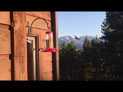 Early Morning Hummingbird Feeding Frenzy.