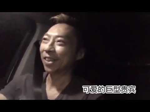 Standard Poodle - MAX