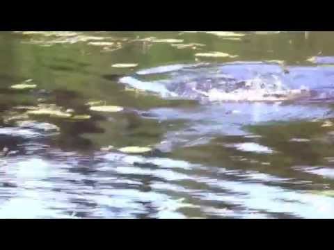 Hieno haukitärppi keskeltä lumpeikkoa - Pintakalastus - Hauenkalastus