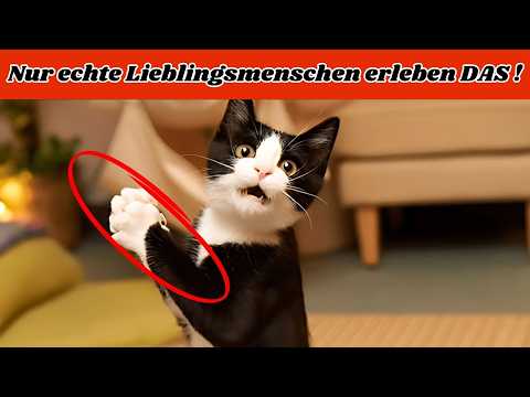 7 besondere Dinge, die Katzen NUR für ihre Lieblingsperson tun!