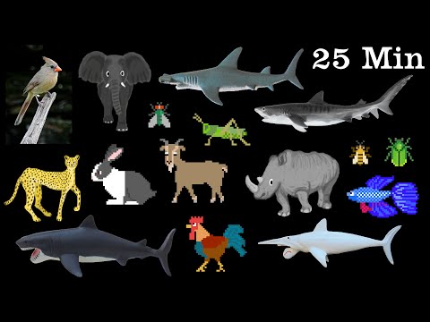 Animals Collection - Sharks, Farm Animals, Pets, Insects & More - The Kids' Picture Show
