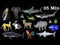 Animals Collection Sharks Farm Animals Pets Insects More The Kids Picture Show