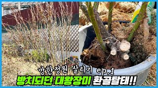 방치되던 대왕 장미들을 구출했는데... 망한 정원 살리기 ep.1