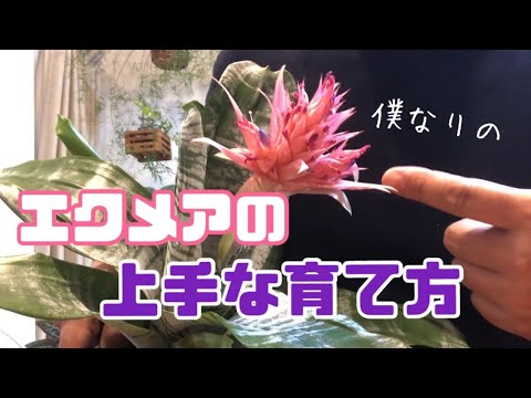 エクメア デル マール、エクメア 'デル マール'