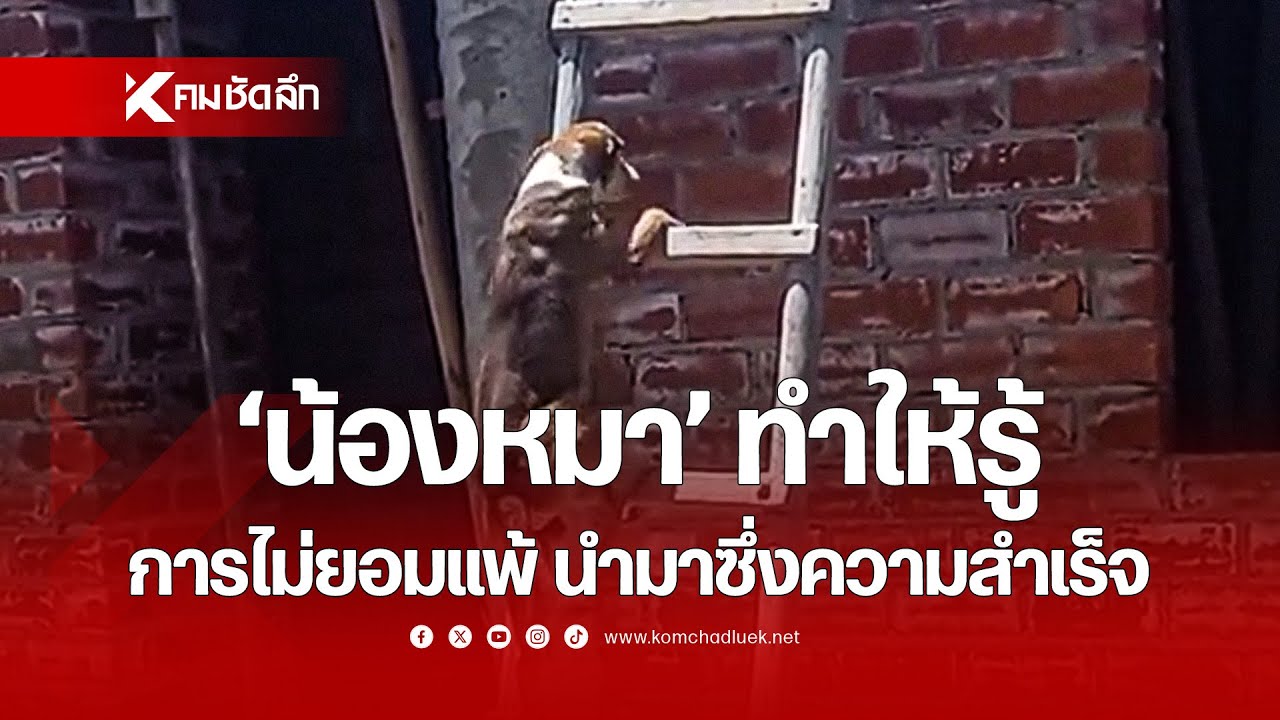 นุดอย่ายอมแพ้นะ ดู 'น้องหมา' เป็นตัวอย่าง