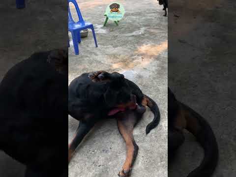 Close-up of a male rottweiler dog after mating