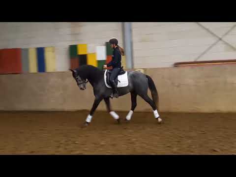 PRE 4 Jahre, Util de Susaeta