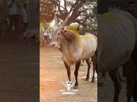 Rudra 🆚 Brazil | King Ridra | Rudra Bull Fight #bullfightindia #trending #cow